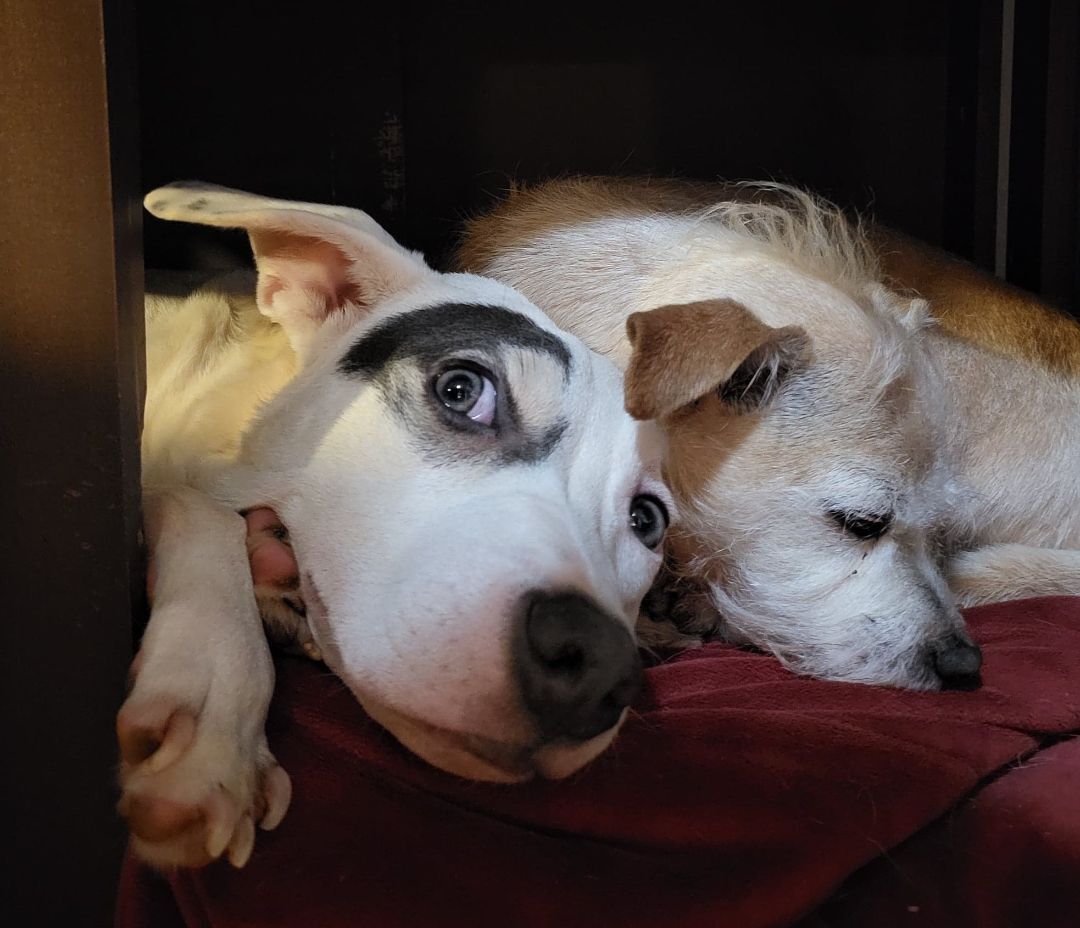 Enlarge P-nut, a Adoptable mixed breed in Landrum, SC image 7/9