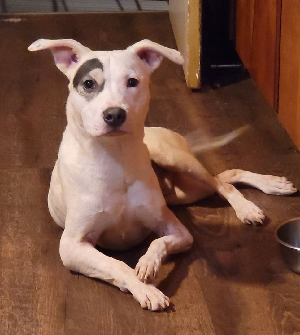 P-nut, Adoptable, Adult Male American Staffordshire Terrier & Pit Bull Terrier.