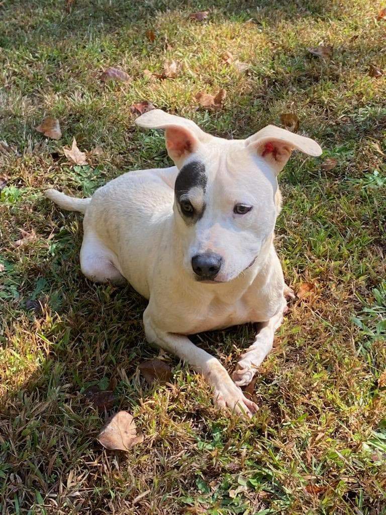 Enlarge P-nut, a Adoptable mixed breed in Landrum, SC image 8/9