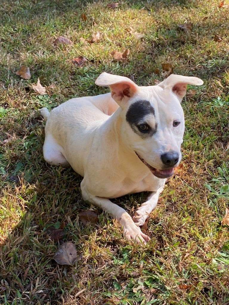 Enlarge P-nut, a Adoptable mixed breed in Landrum, SC image 9/9