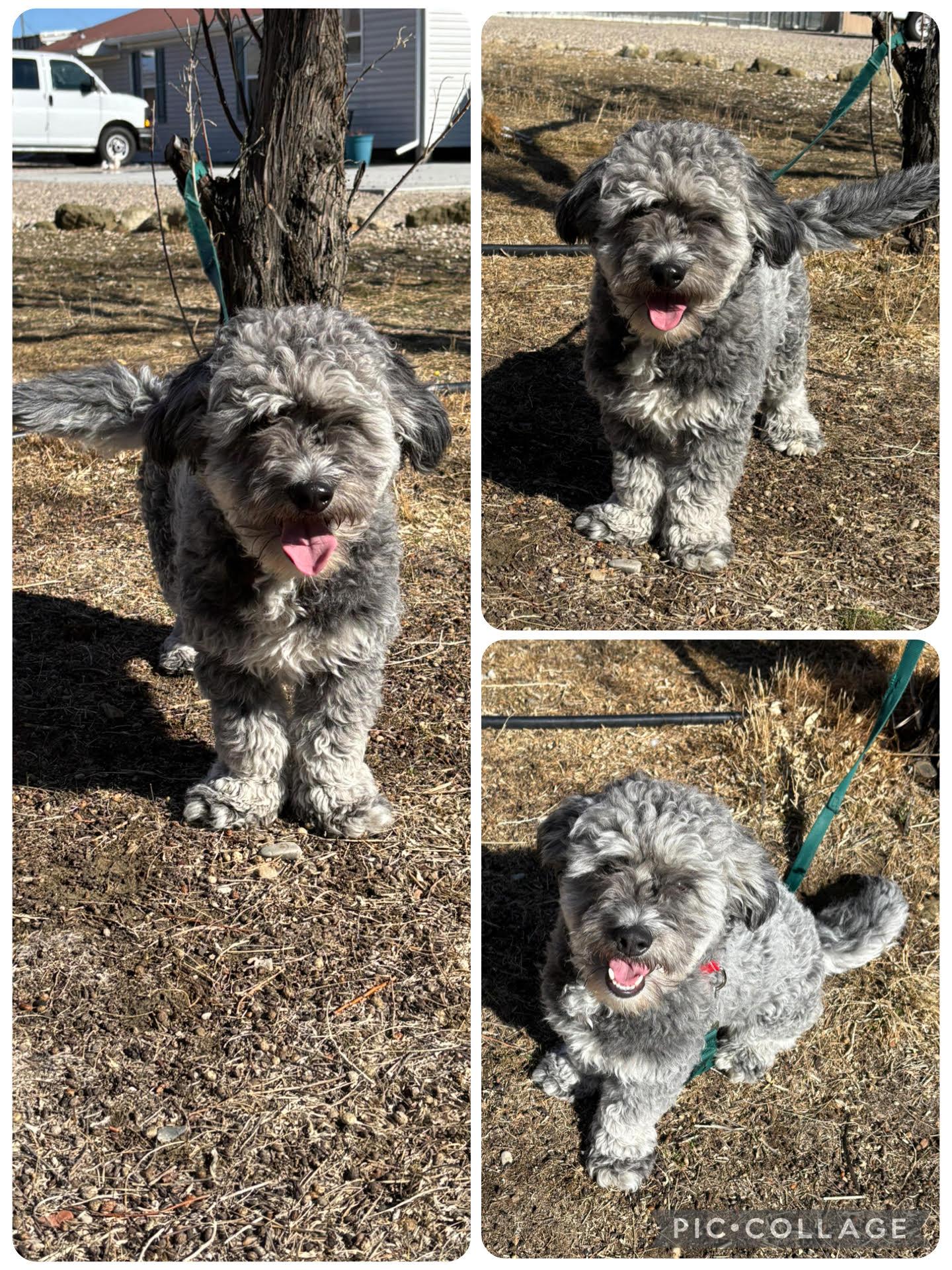 Rudy, adopted, Adult Male Mixed Breed.