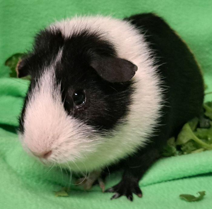 Truffles, a ADOPTABLE Short-Haired in Gary, IN image 3/3