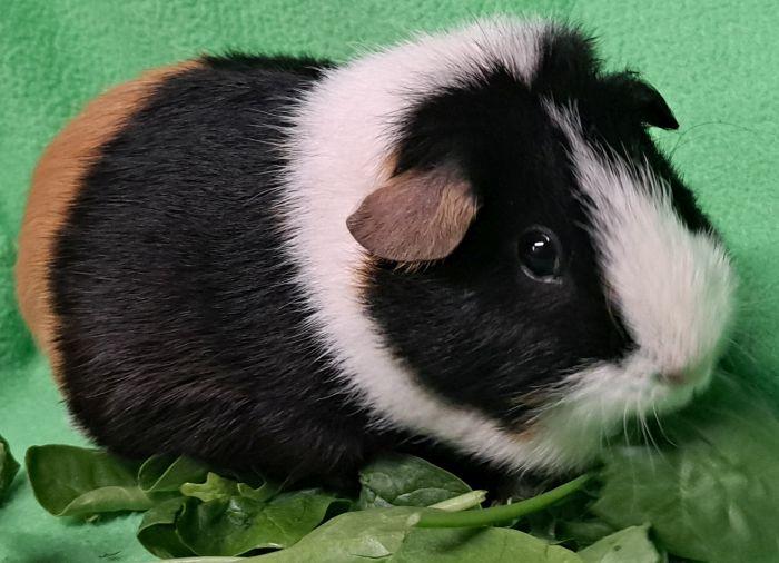 Truffles, ADOPTABLE, Adult Female Short-Haired.