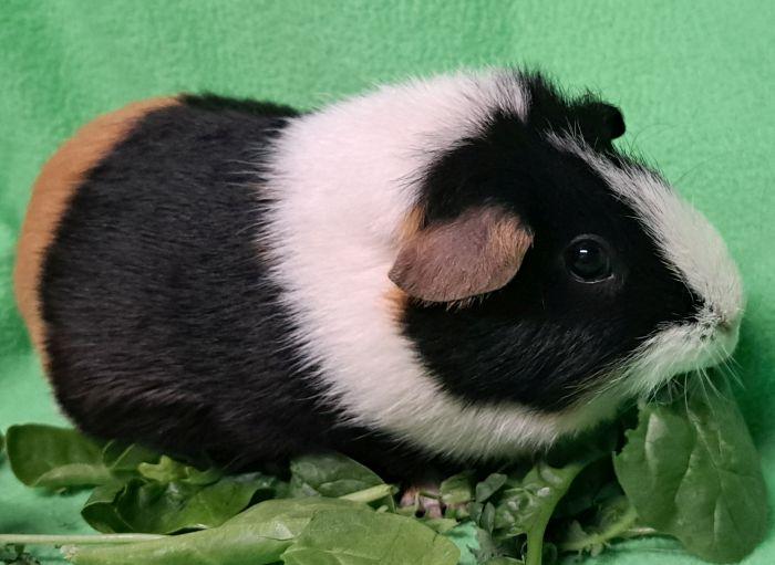 Truffles, a ADOPTABLE Short-Haired in Gary, IN image 2/3