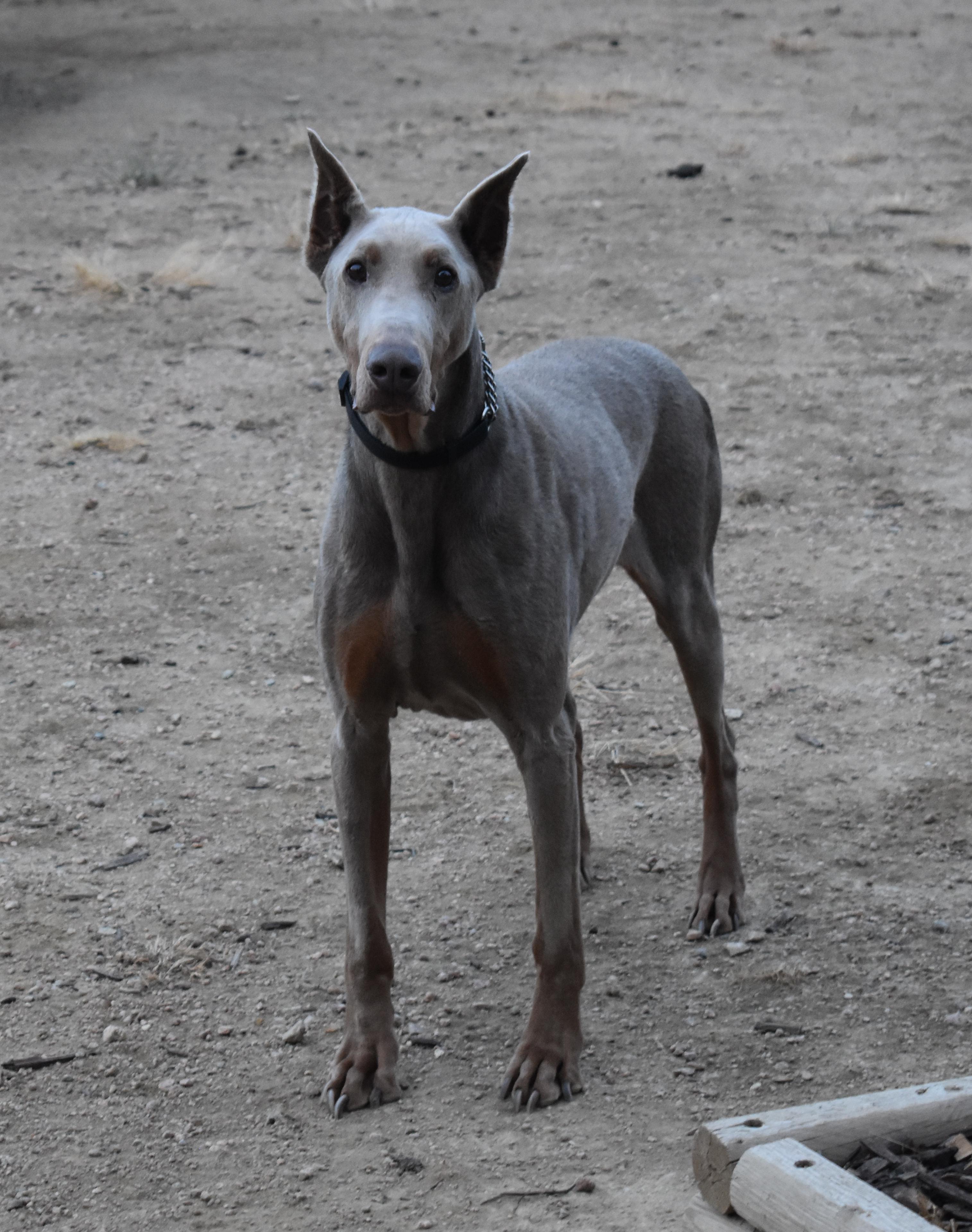 Enlarge Wally, a Adopted Doberman Pinscher in Denver, CO image 2/6