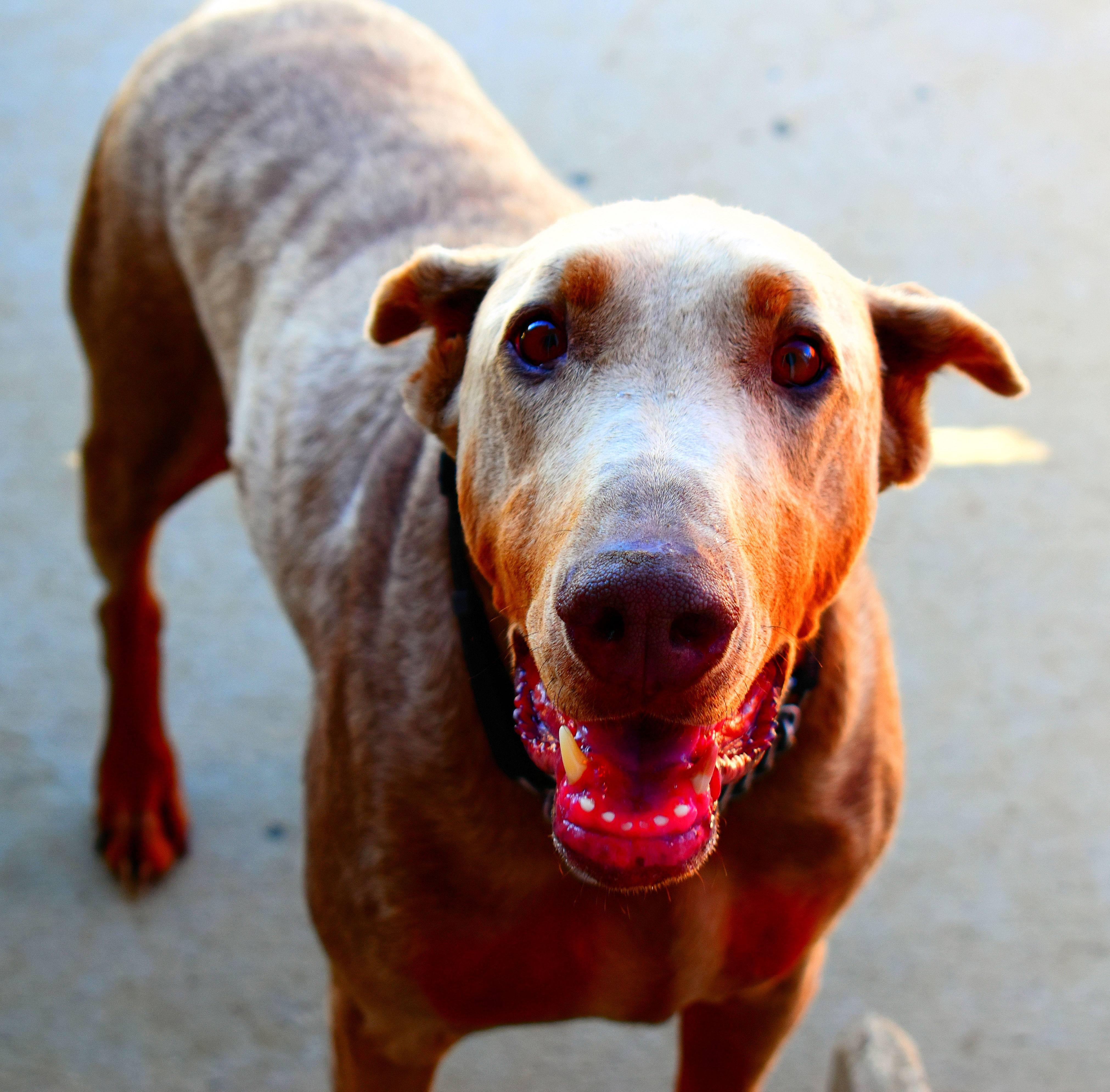 Enlarge Wally, a Adopted Doberman Pinscher in Denver, CO image 3/6