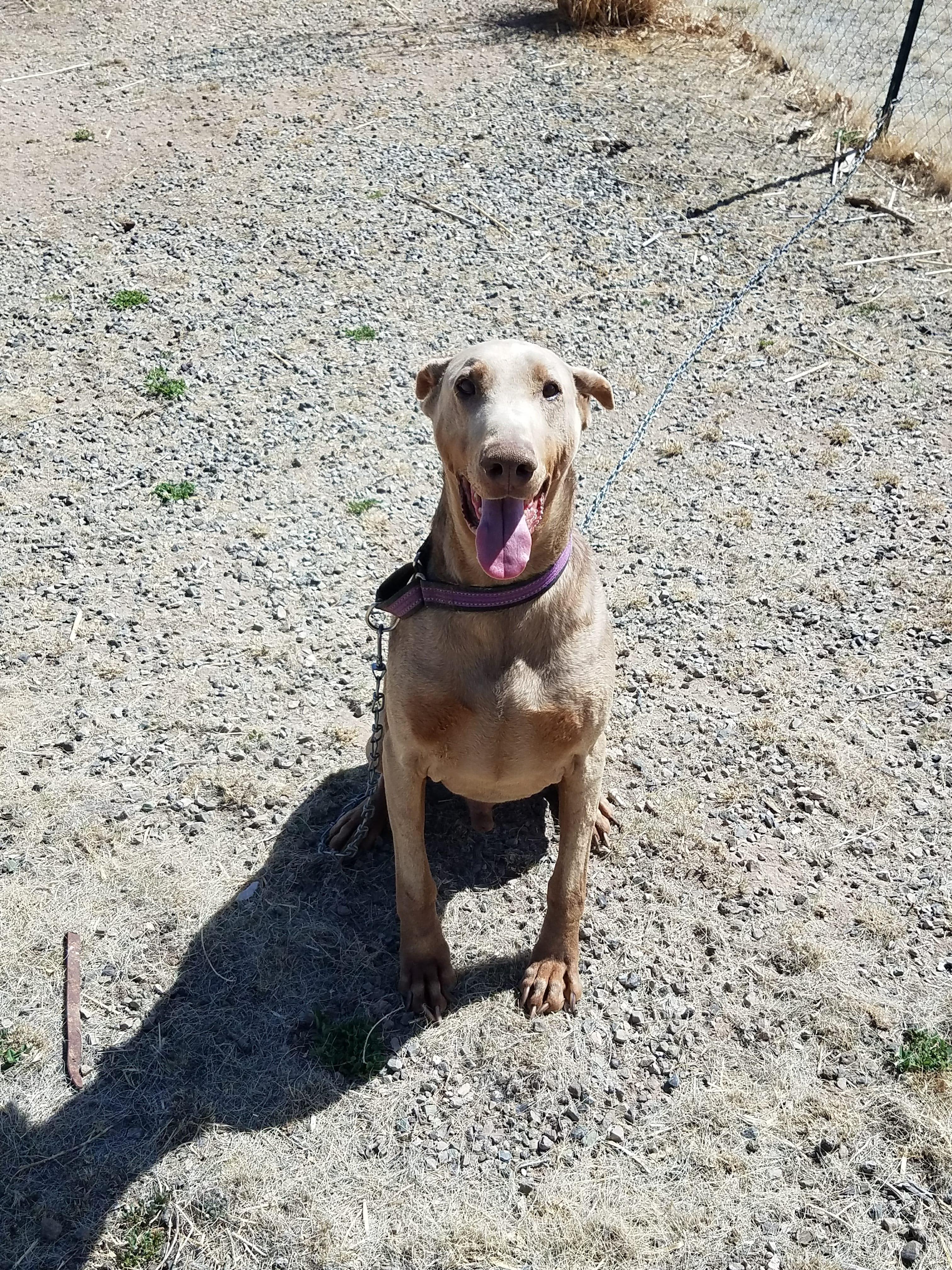Enlarge Wally, a Adopted Doberman Pinscher in Denver, CO image 4/6
