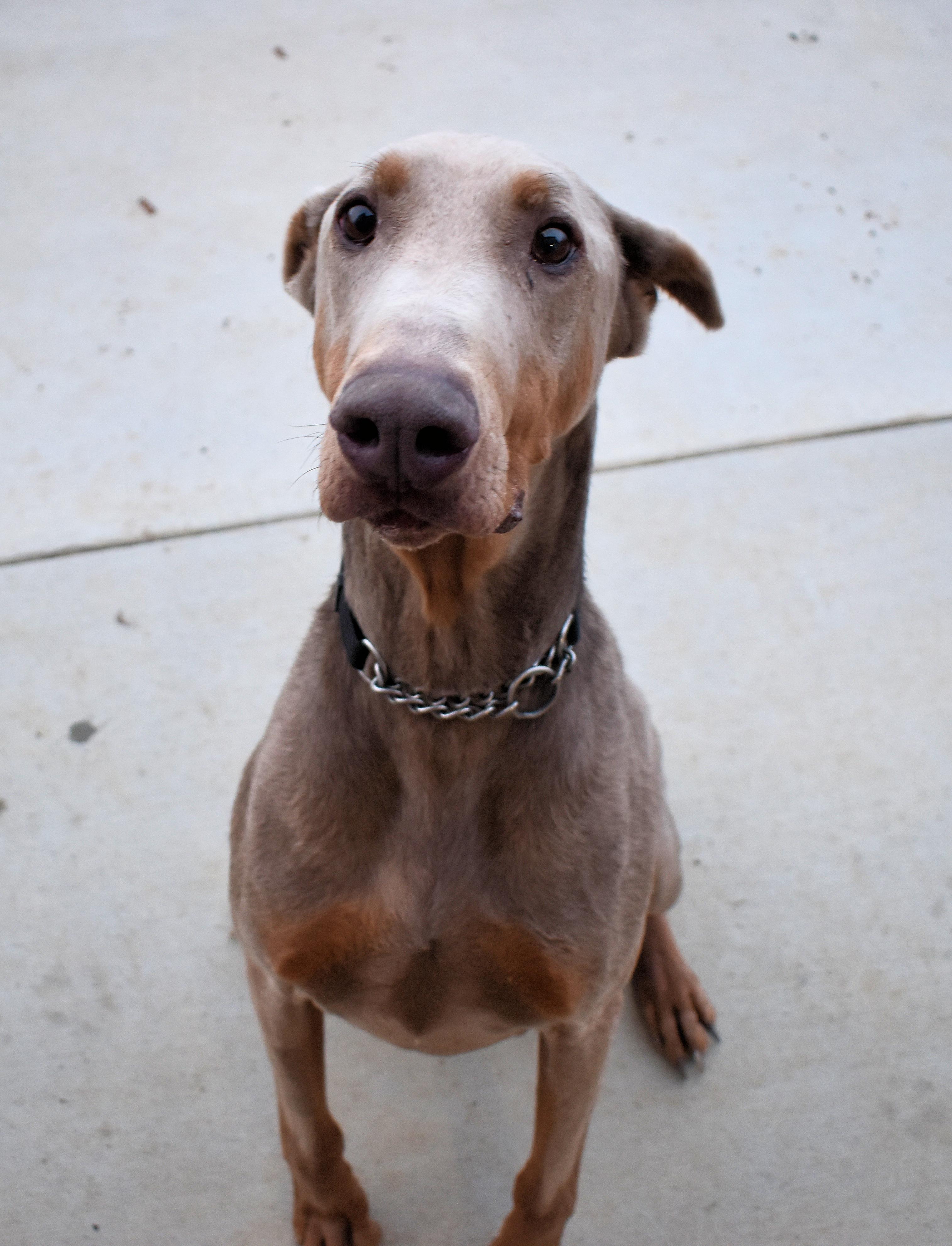 Enlarge Wally, a Adopted Doberman Pinscher in Denver, CO image 5/6