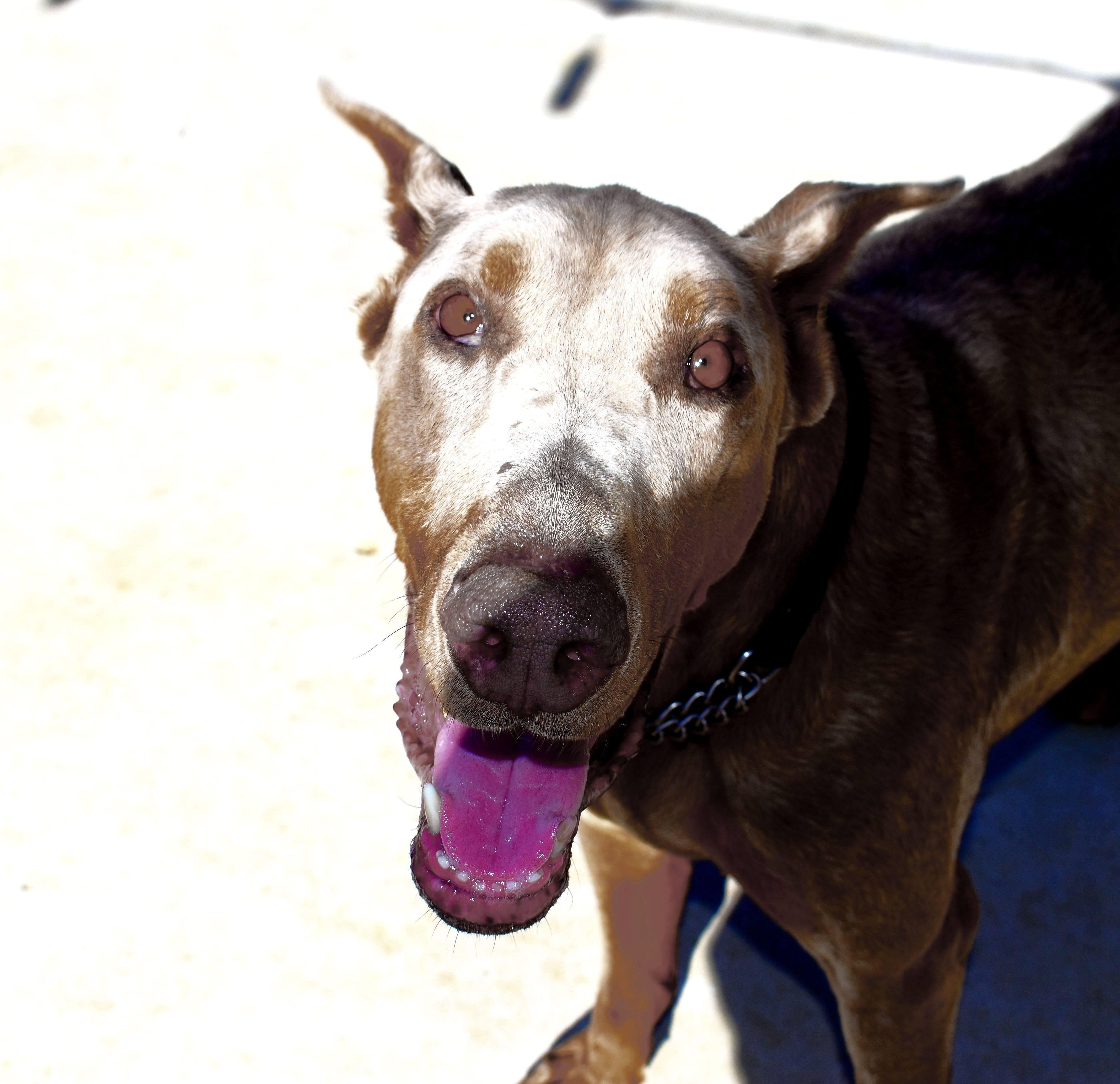 Enlarge Wally, a Adopted Doberman Pinscher in Denver, CO image 6/6