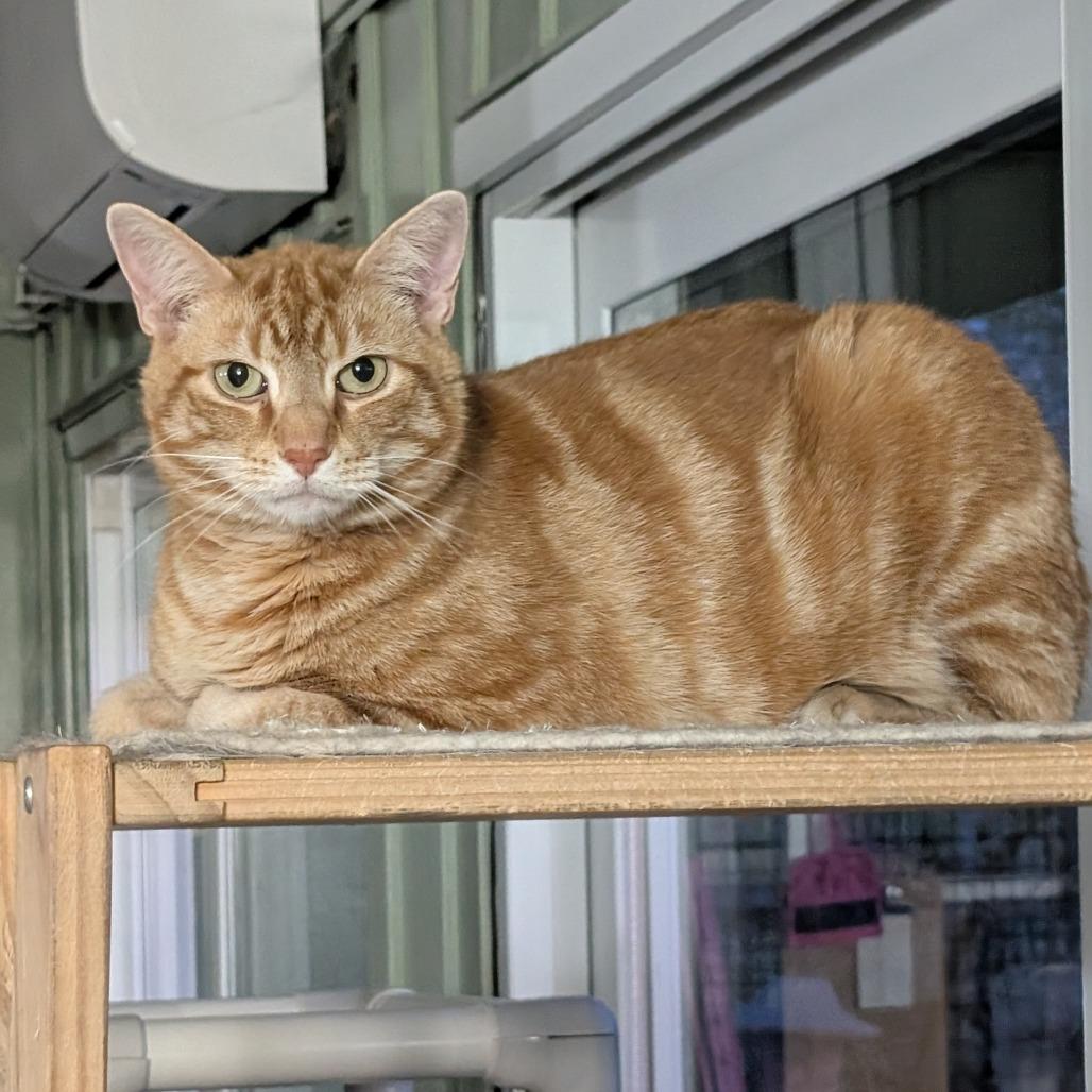 Enlarge Swirlie, a Adoptable Domestic Short Hair in McKean, PA image 1/4