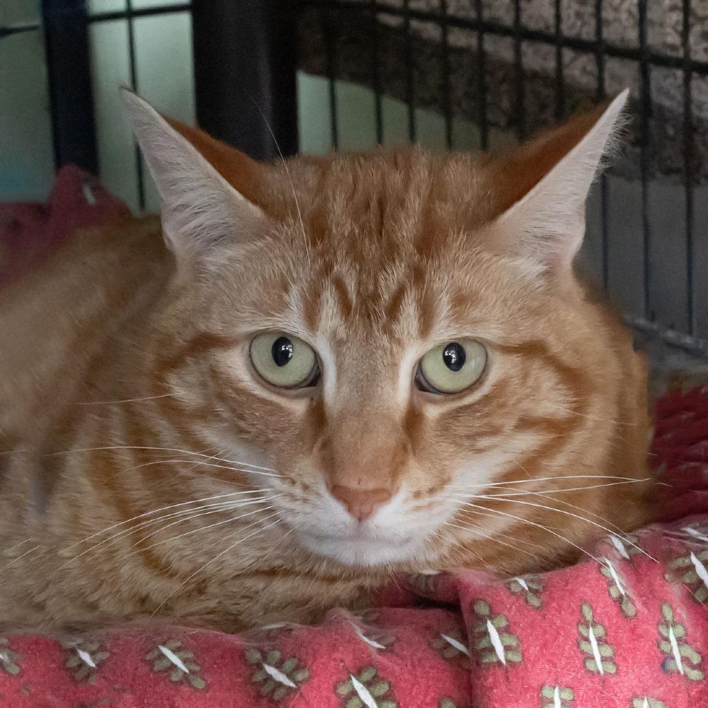 Enlarge Swirlie, a Adoptable Domestic Short Hair in McKean, PA image 2/4