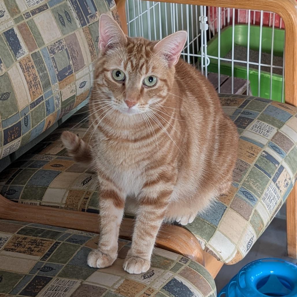 Enlarge Swirlie, a Adoptable Domestic Short Hair in McKean, PA image 3/4