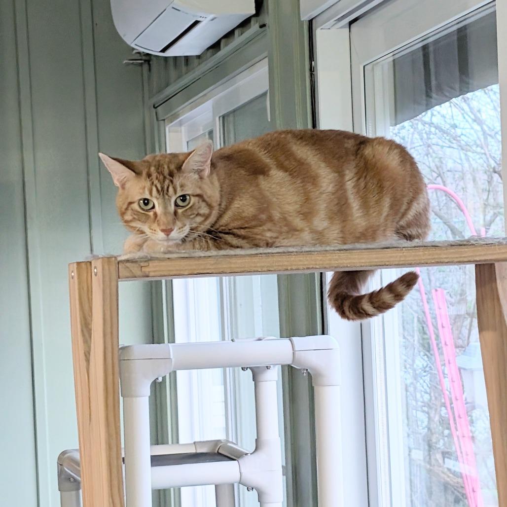 Enlarge Swirlie, a Adoptable Domestic Short Hair in McKean, PA image 4/4