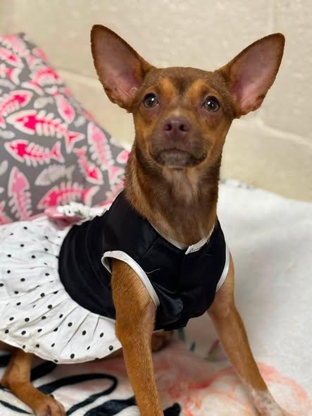 SALLY FERN, adopted, Young Female Chihuahua.