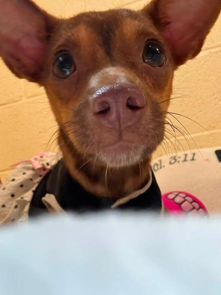 Enlarge SALLY FERN, an adopted Chihuahua in Cullman, AL image 2/6