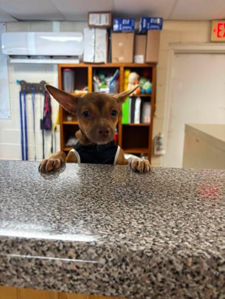 Enlarge SALLY FERN, an adopted Chihuahua in Cullman, AL image 3/6