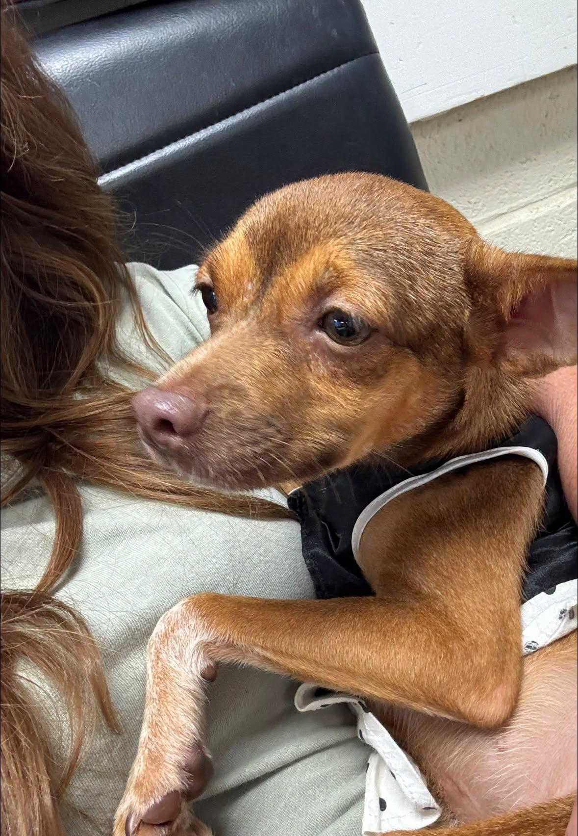 Enlarge SALLY FERN, an adopted Chihuahua in Cullman, AL image 4/6