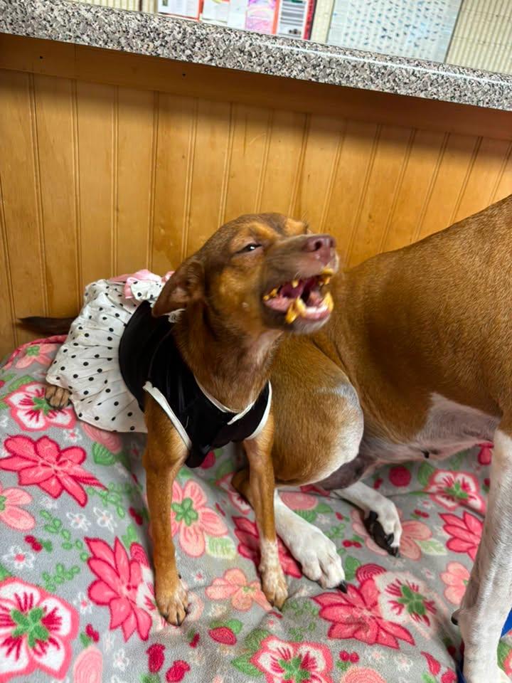 Enlarge SALLY FERN, an adopted Chihuahua in Cullman, AL image 6/6