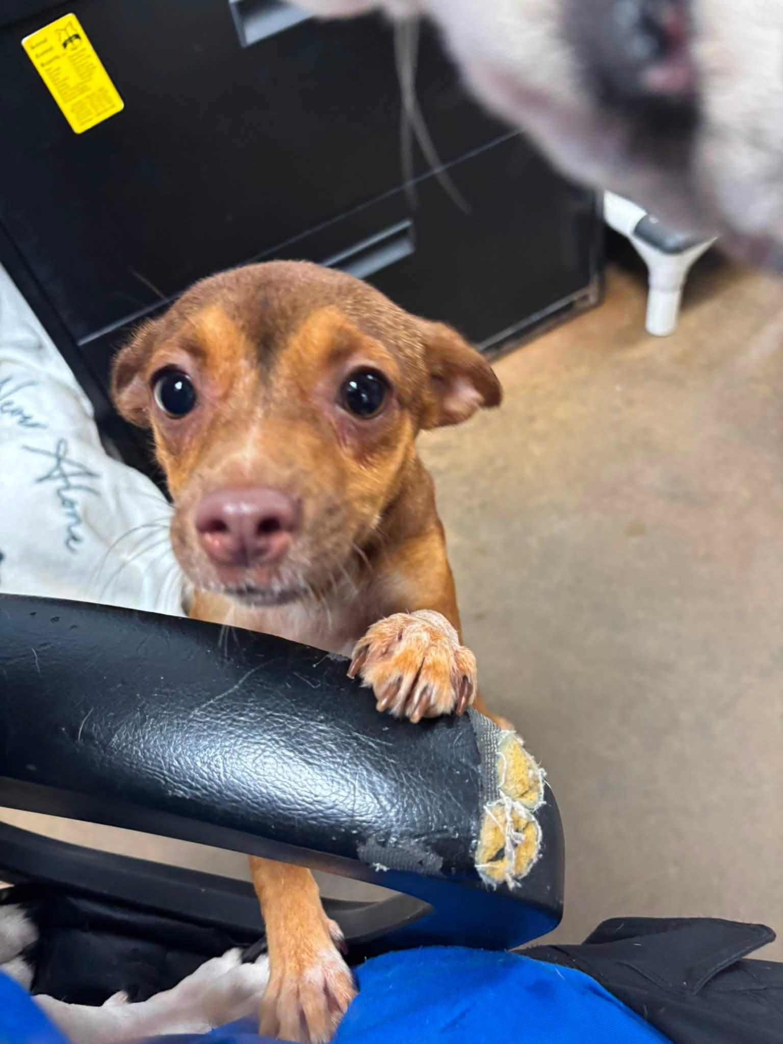 Enlarge SALLY FERN, an adopted Chihuahua in Cullman, AL image 5/6