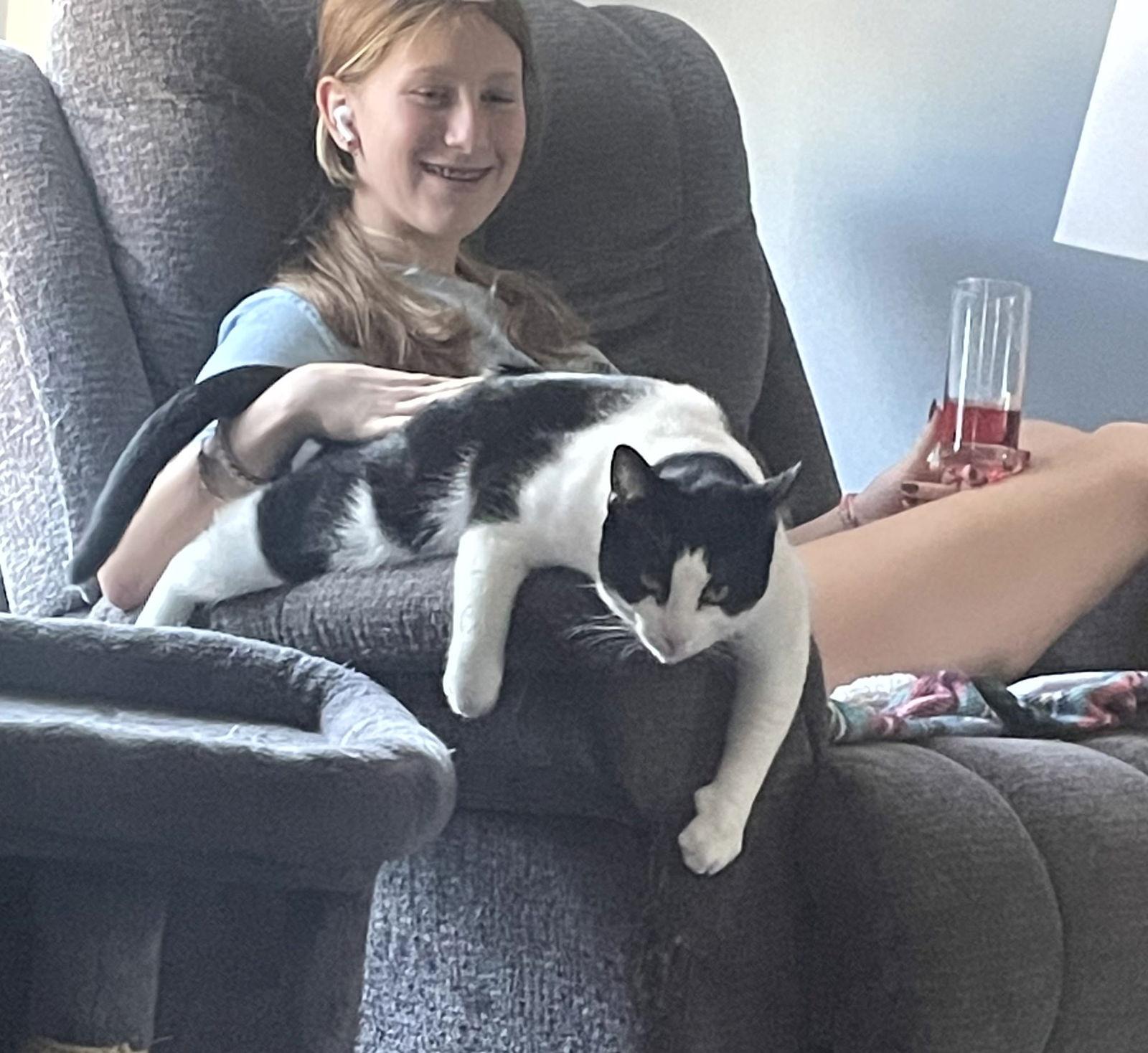 Marco, Adoptable, Adult Male Domestic Short Hair.