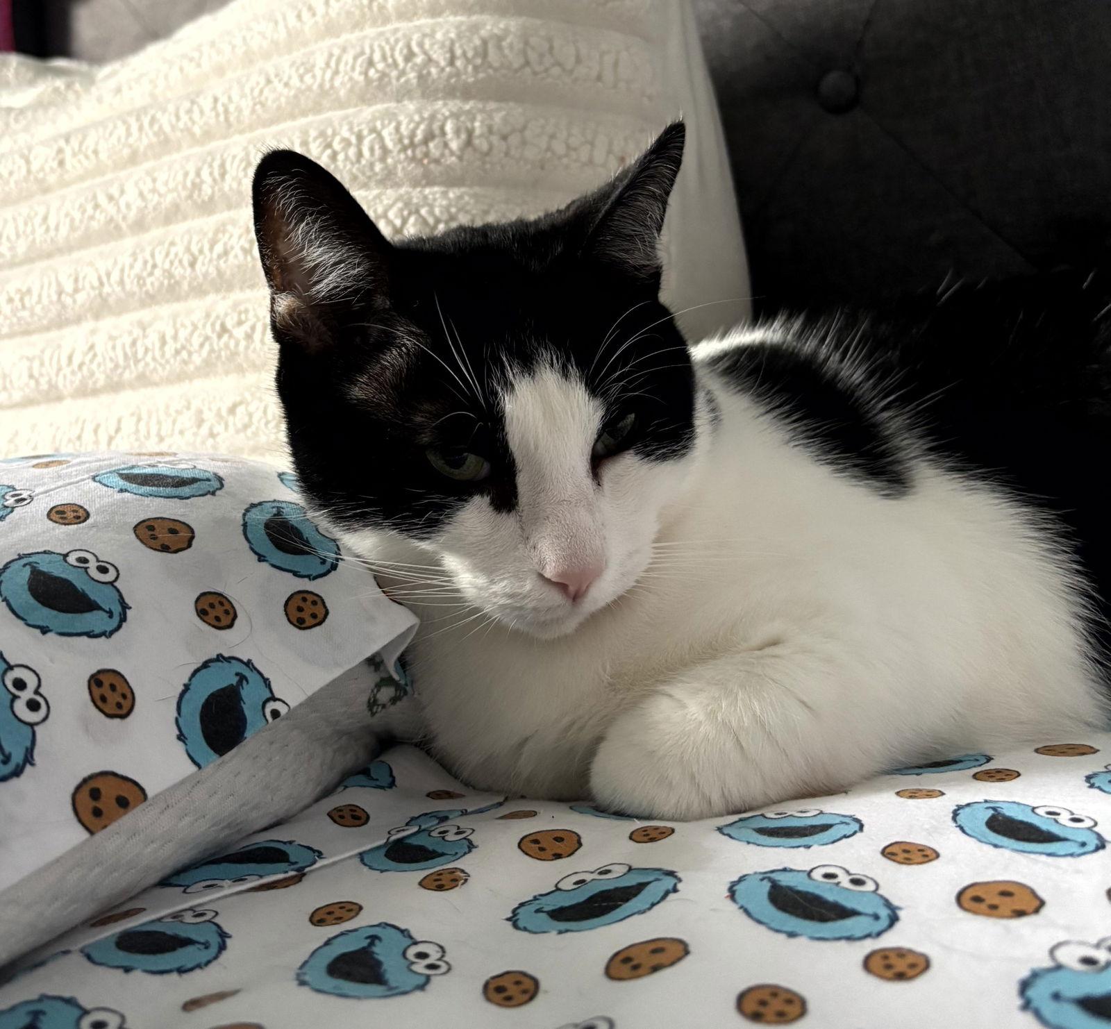 Marco, a Adoptable Domestic Short Hair in Traverse City, MI image 2/3