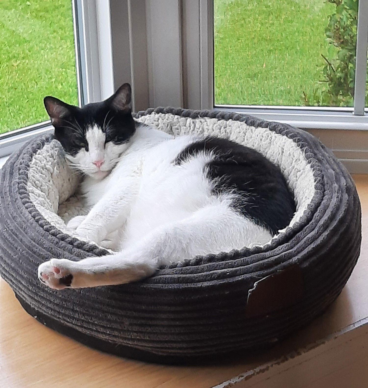 Marco, a Adoptable Domestic Short Hair in Traverse City, MI image 3/3