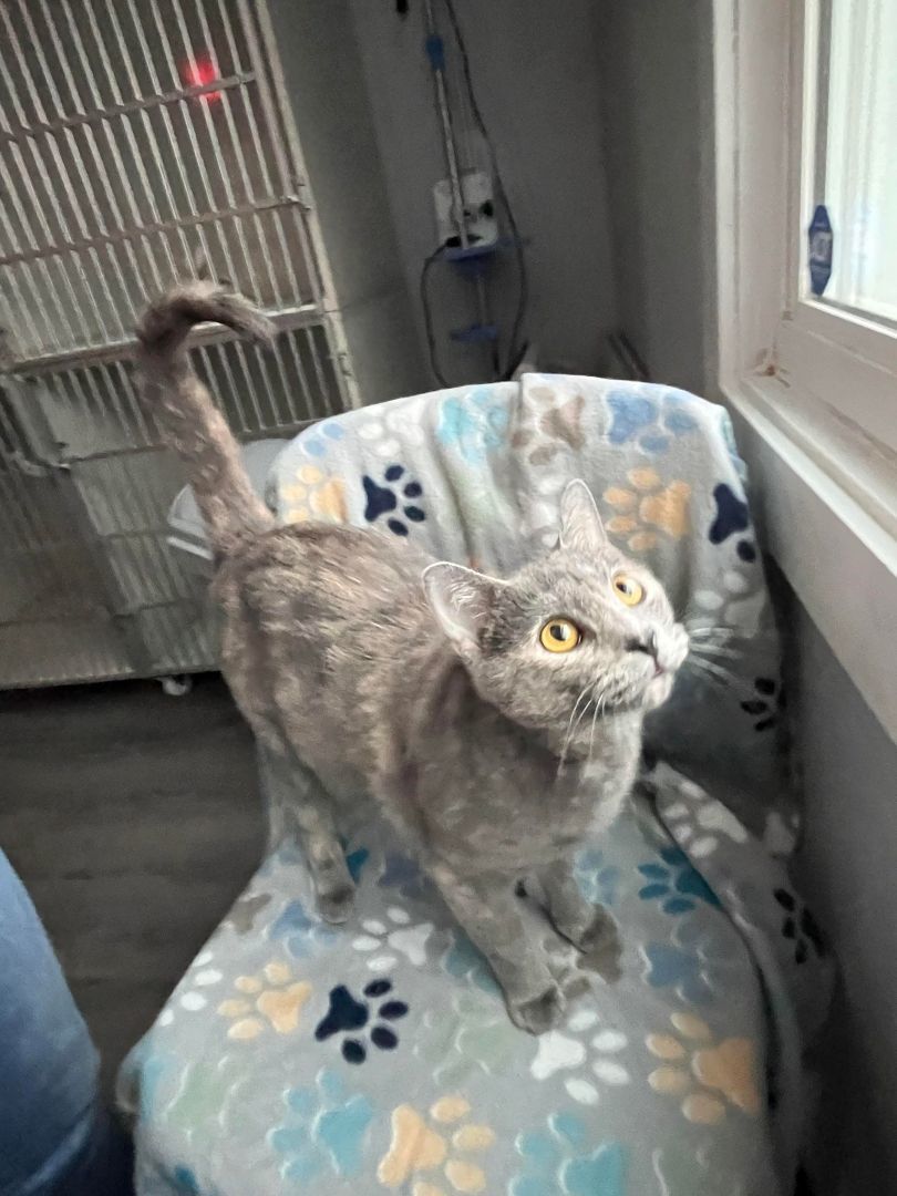 Kira