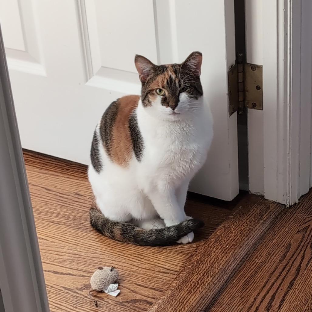 Enlarge Callie (Pulaski Mama) CHIP, a Adoptable Domestic Short Hair in Westport, CT image 1/6