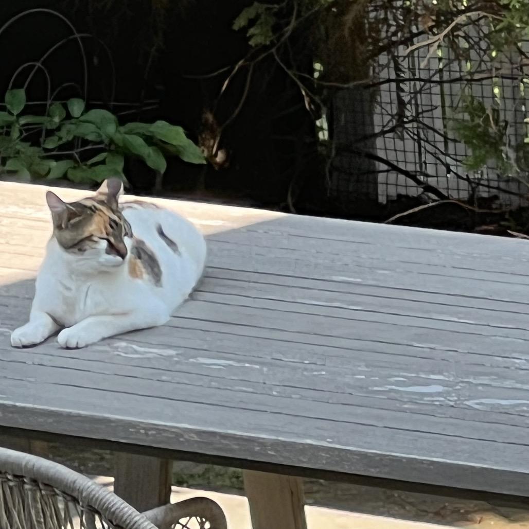 Callie (Pulaski Mama) CHIP, a Adoptable Domestic Short Hair in Westport, CT image 1/6