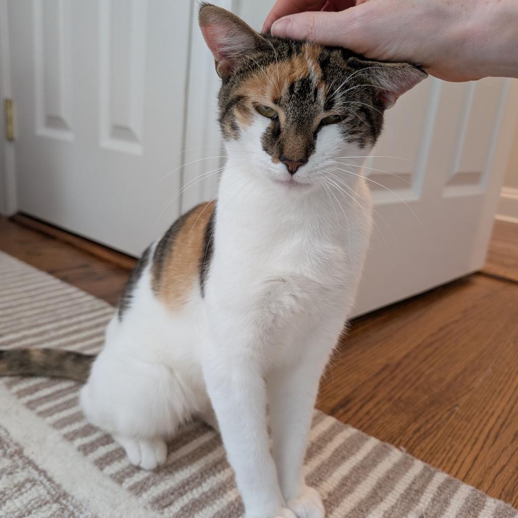 Callie (Pulaski Mama) CHIP, a Adoptable Domestic Short Hair in Westport, CT image 2/6