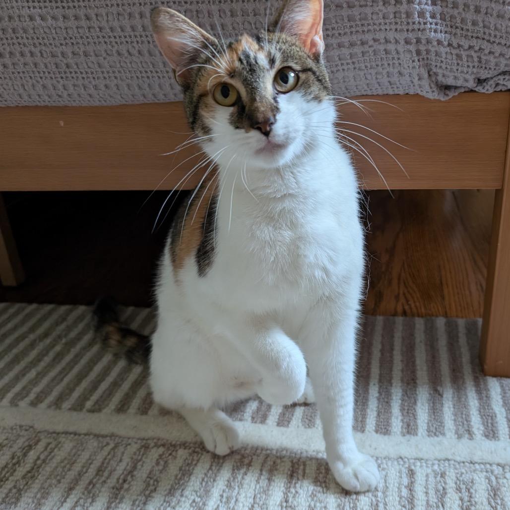 Callie (Pulaski Mama) CHIP, a Adoptable Domestic Short Hair in Westport, CT image 3/6