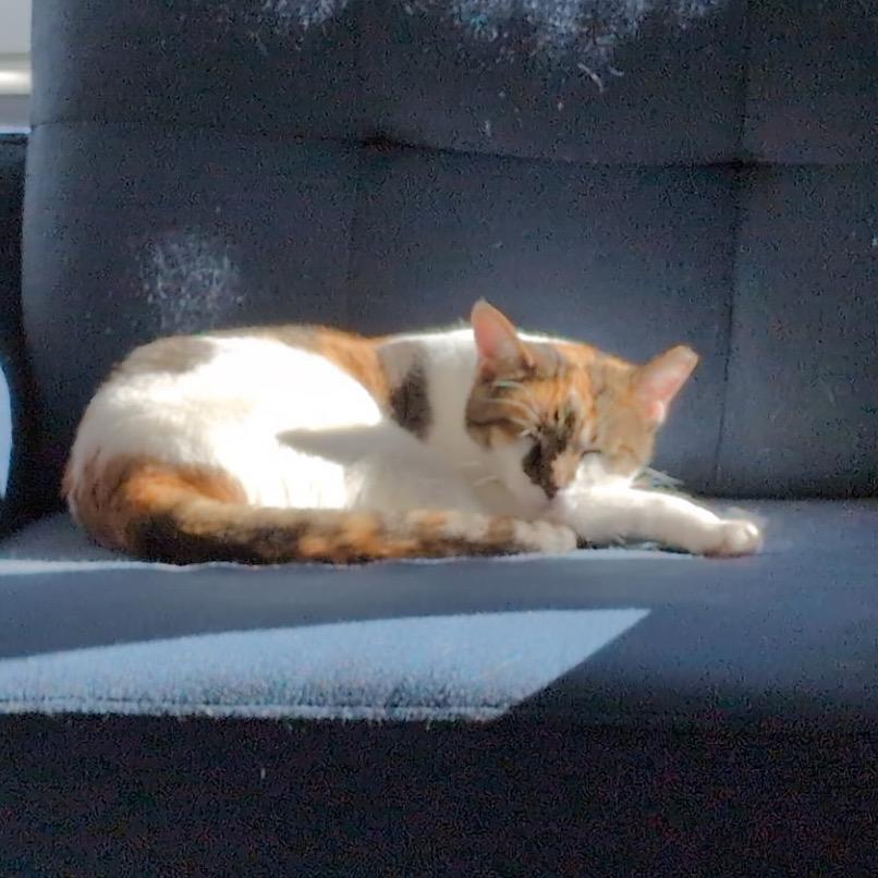 Callie (Pulaski Mama) CHIP, a Adoptable Domestic Short Hair in Westport, CT image 4/6