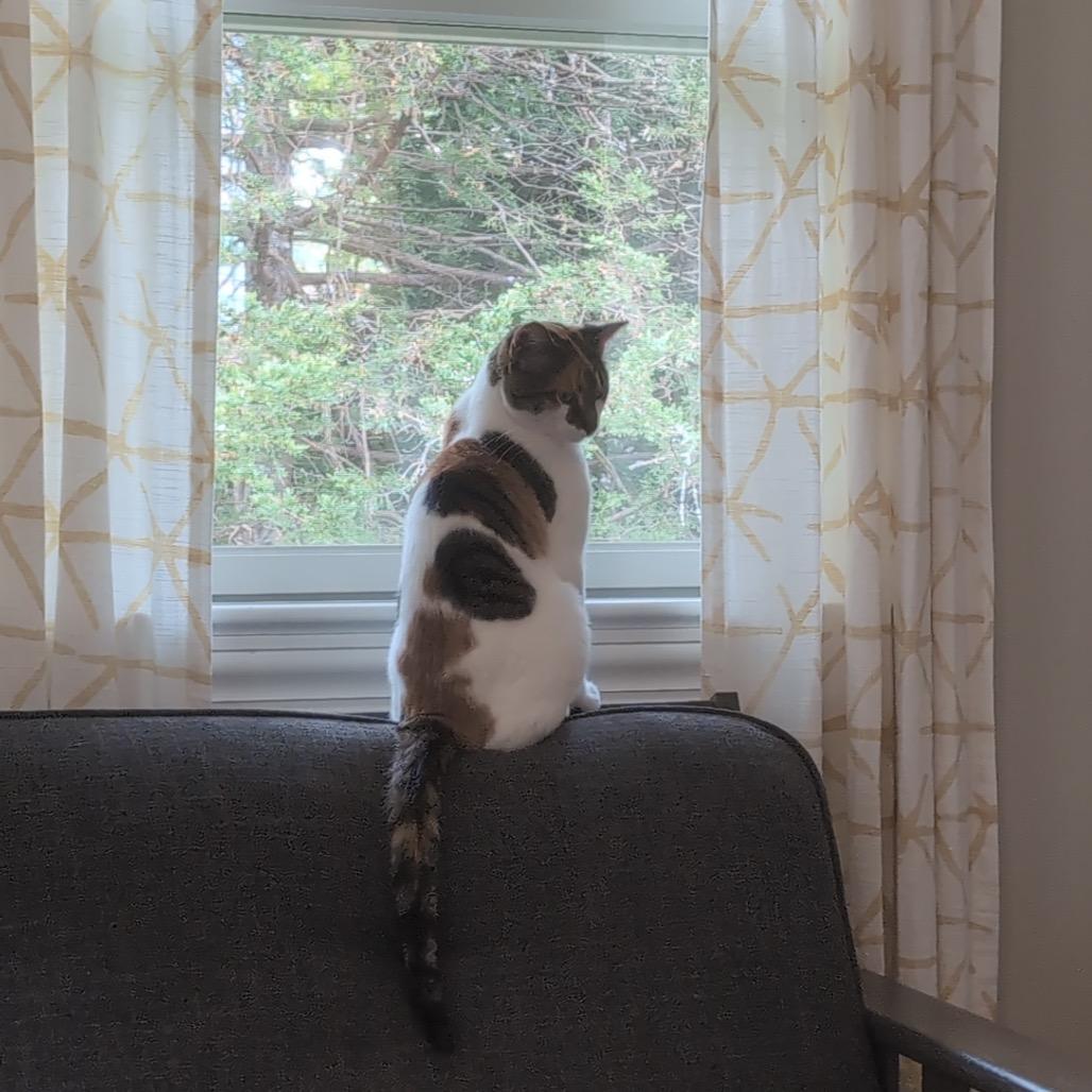 Callie (Pulaski Mama) CHIP, a Adoptable Domestic Short Hair in Westport, CT image 5/6