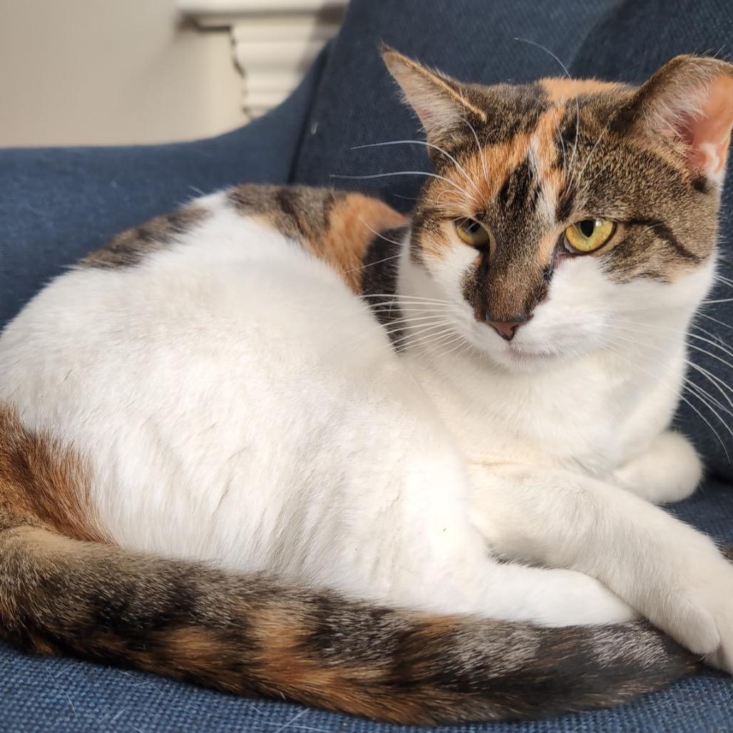 Callie (Pulaski Mama) CHIP, a Adoptable Domestic Short Hair in Westport, CT image 6/6