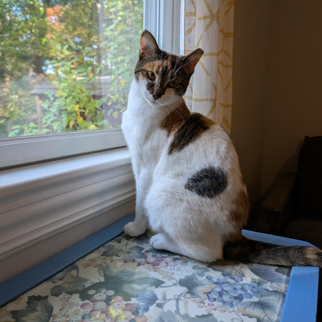 Enlarge Callie (Pulaski Mama) CHIP, a Adoptable Domestic Short Hair in Westport, CT image 6/6