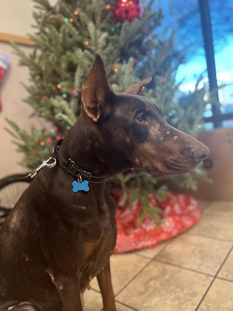 Enlarge Freya, a Adoptable Doberman Pinscher in Youngsville, NC image 1/5