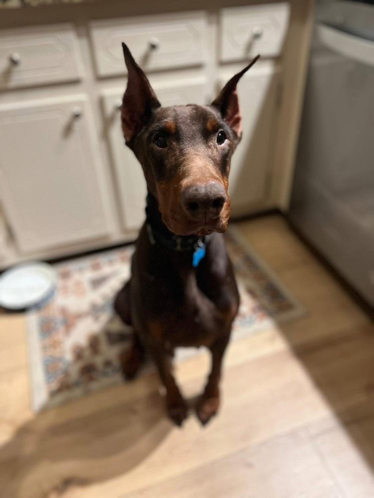 Enlarge Freya, a Adoptable Doberman Pinscher in Youngsville, NC image 2/5