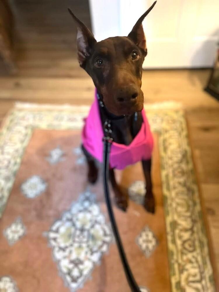 Enlarge Freya, a Adoptable Doberman Pinscher in Youngsville, NC image 3/5