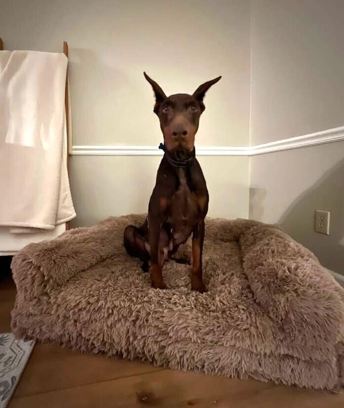 Enlarge Freya, a Adoptable Doberman Pinscher in Youngsville, NC image 5/5