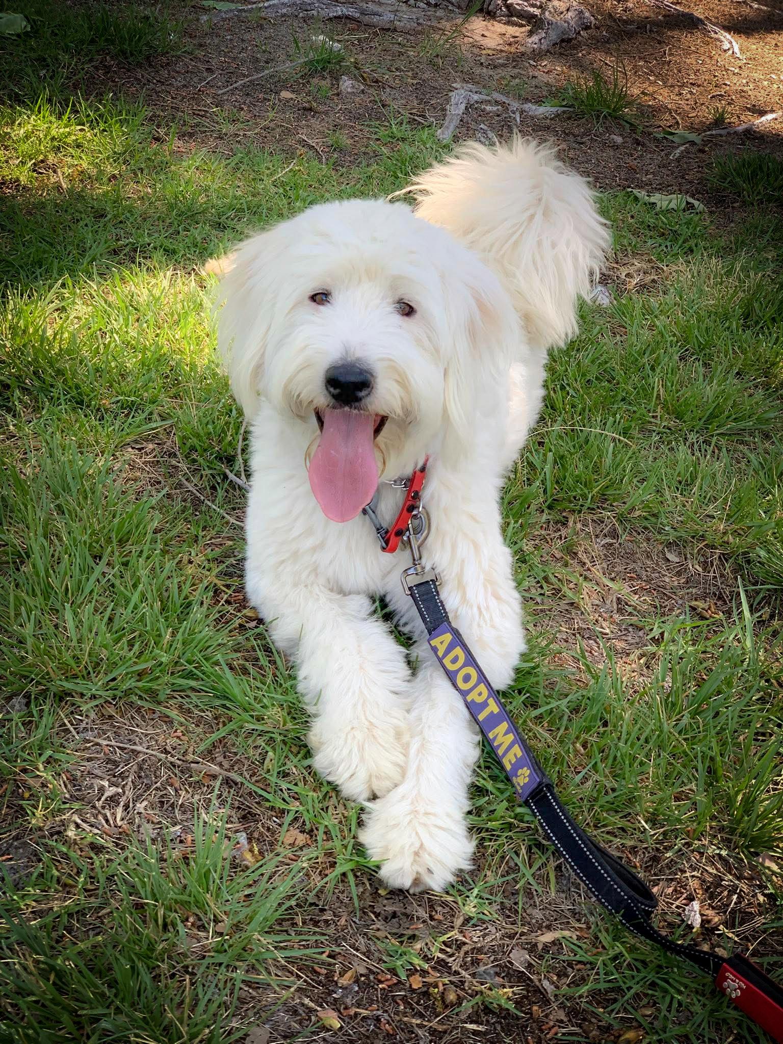 Molly, Adoptable, Adult Female Poodle.
