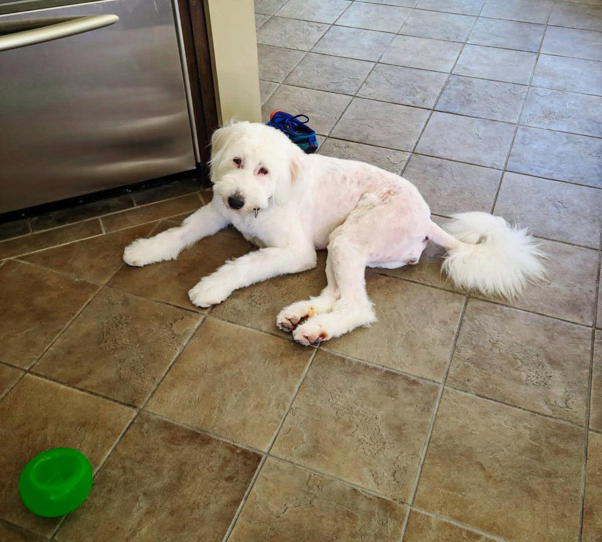 Molly, a Adoptable Poodle in San Diego, CA image 2/3