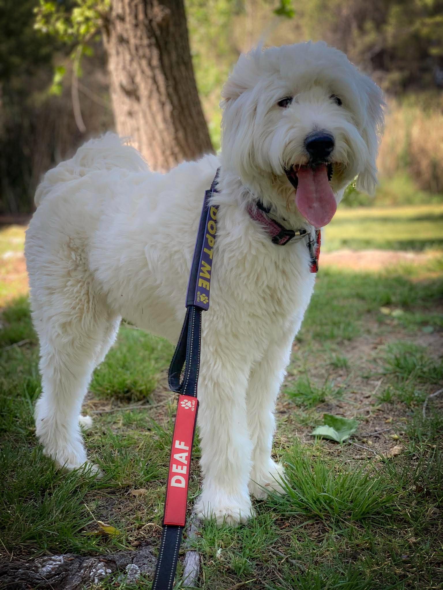 Enlarge Molly, a Adoptable Poodle in San Diego, CA image 2/3