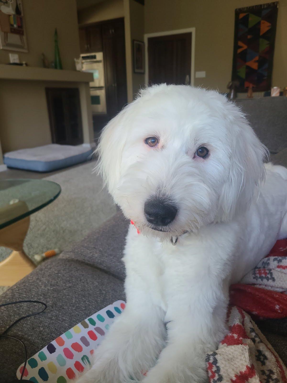 Molly, a Adoptable Poodle in San Diego, CA image 3/3
