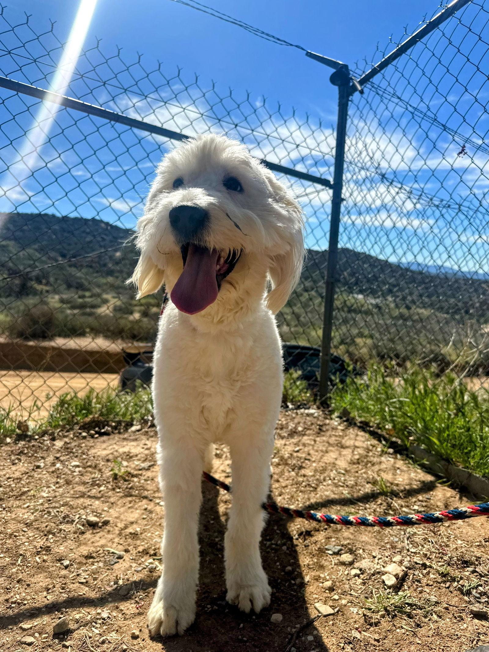 Enlarge Molly, a Adoptable Poodle in San Diego, CA image 3/3