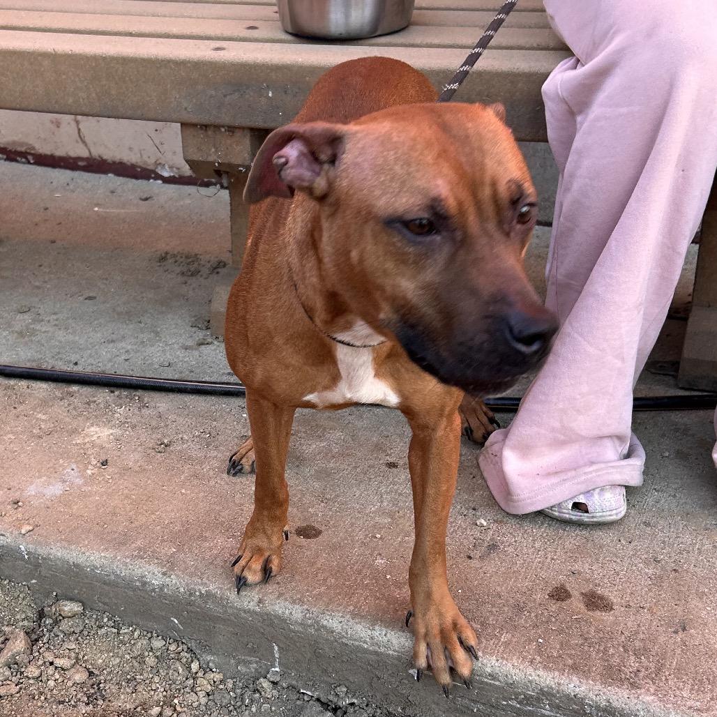 Daisy, Adoptable, Adult Female Mixed Breed.