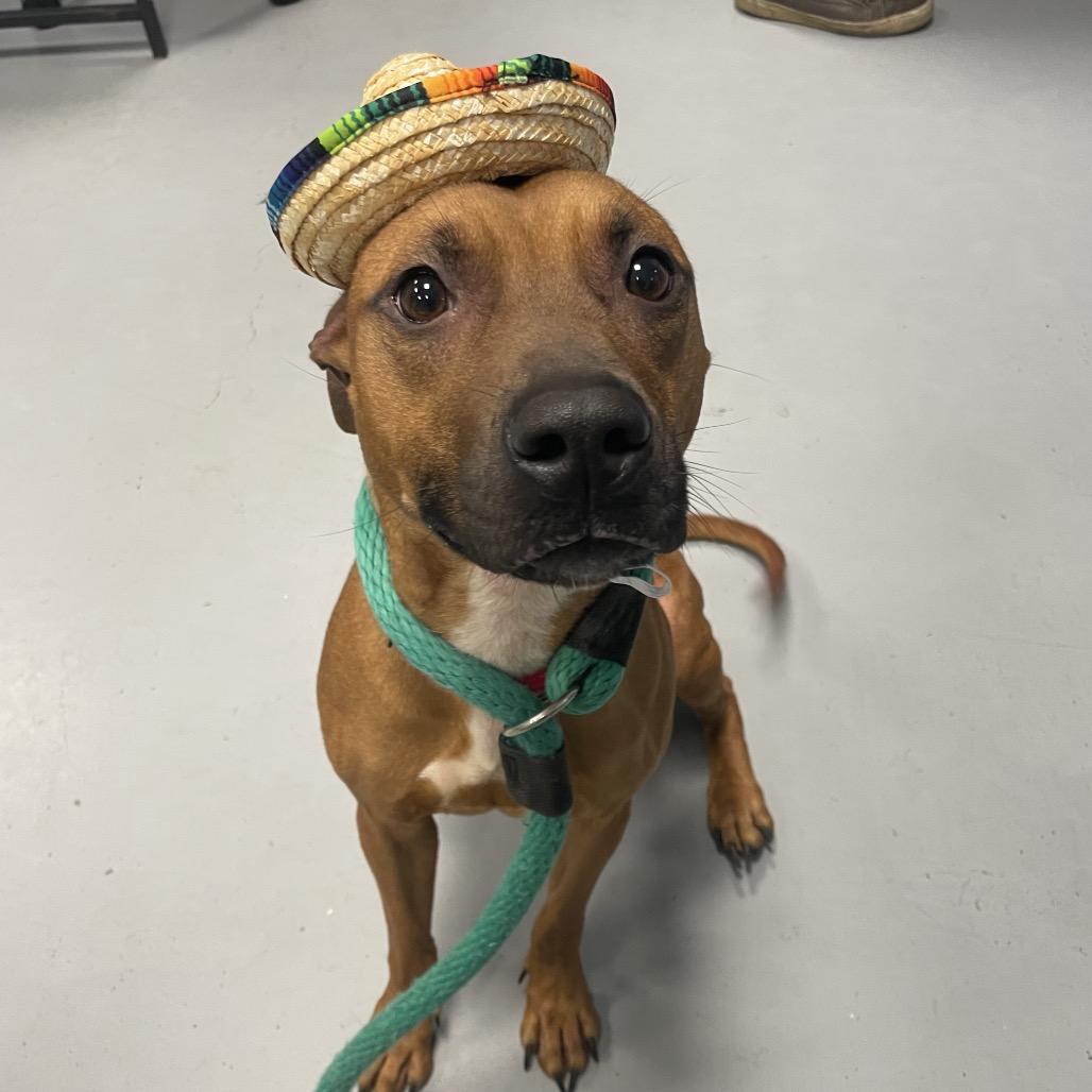 Daisy, a Adoptable Mixed Breed in Philadelphia, PA image 2/6