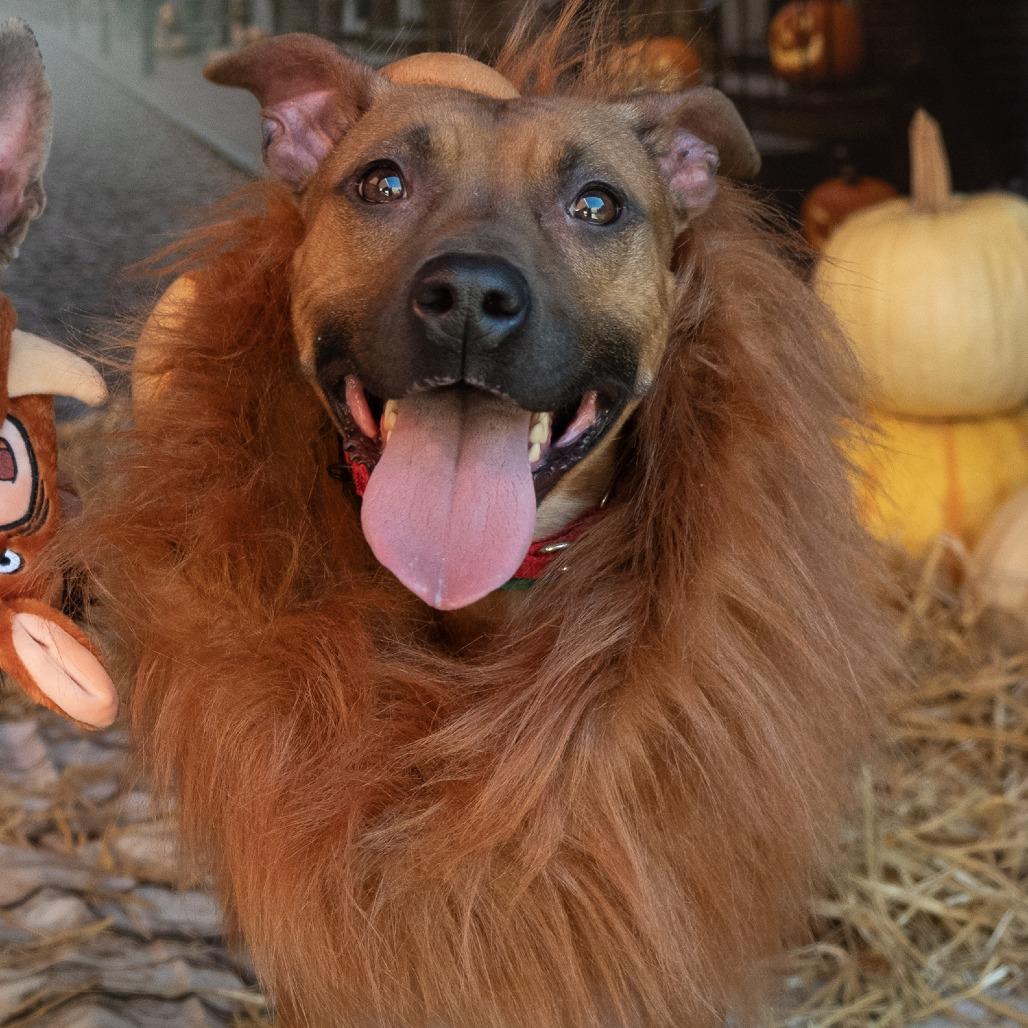 Daisy, a Adoptable Mixed Breed in Philadelphia, PA image 3/6