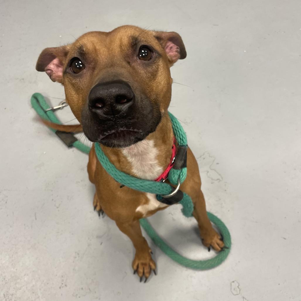 Daisy, a Adoptable Mixed Breed in Philadelphia, PA image 4/6