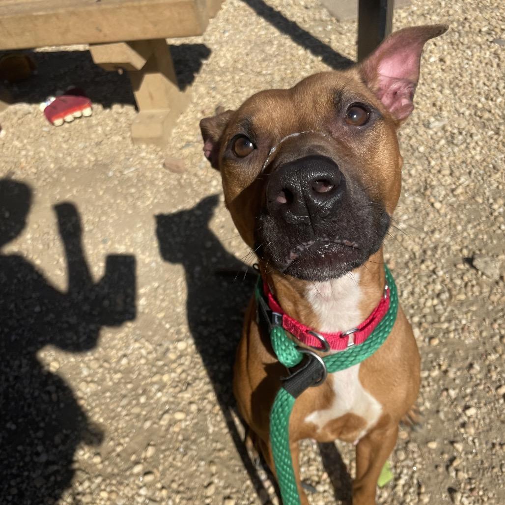 Daisy, a Adoptable Mixed Breed in Philadelphia, PA image 5/6