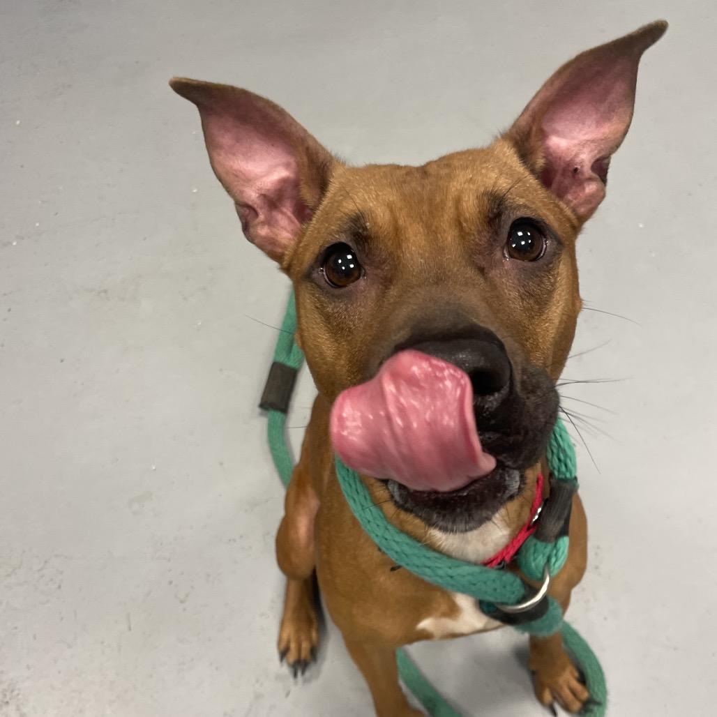 Daisy, a Adoptable Mixed Breed in Philadelphia, PA image 6/6